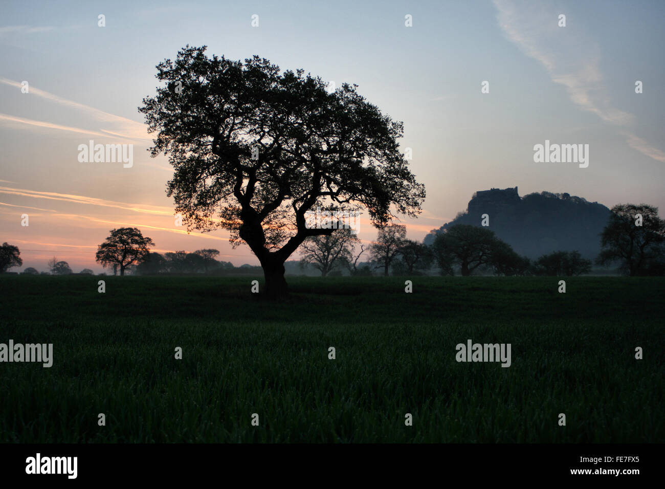 Beeston Castle und Silhouette Baum bei Sonnenaufgang aus einem Feld in Cheshire Stockfoto