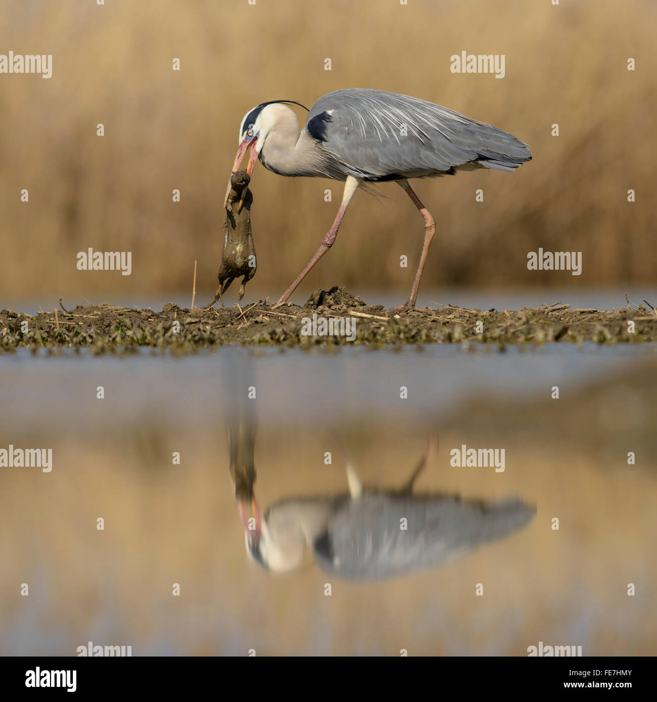 Graureiher (Ardea Cinerea) mit preyed braune Ratte (Rattus Norvegicus) im Schnabel, Reflexion, Nationalpark Kiskunság, Ungarn Stockfoto