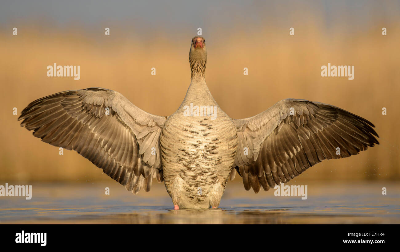 Graugans (Anser Anser), Gander mit Flügeln, Verhalten, Nationalpark Kiskunság, Ungarn Stockfoto