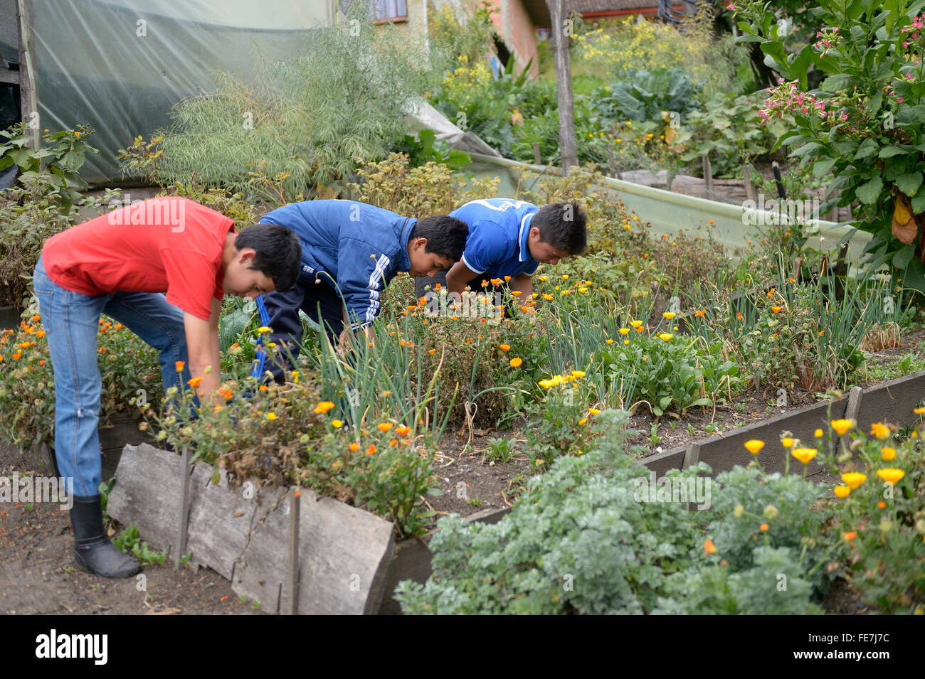 Jugendliche arbeiten im Kräutergarten, Gemüsegarten, soziales Projekt in Bogota, Kolumbien Stockfoto