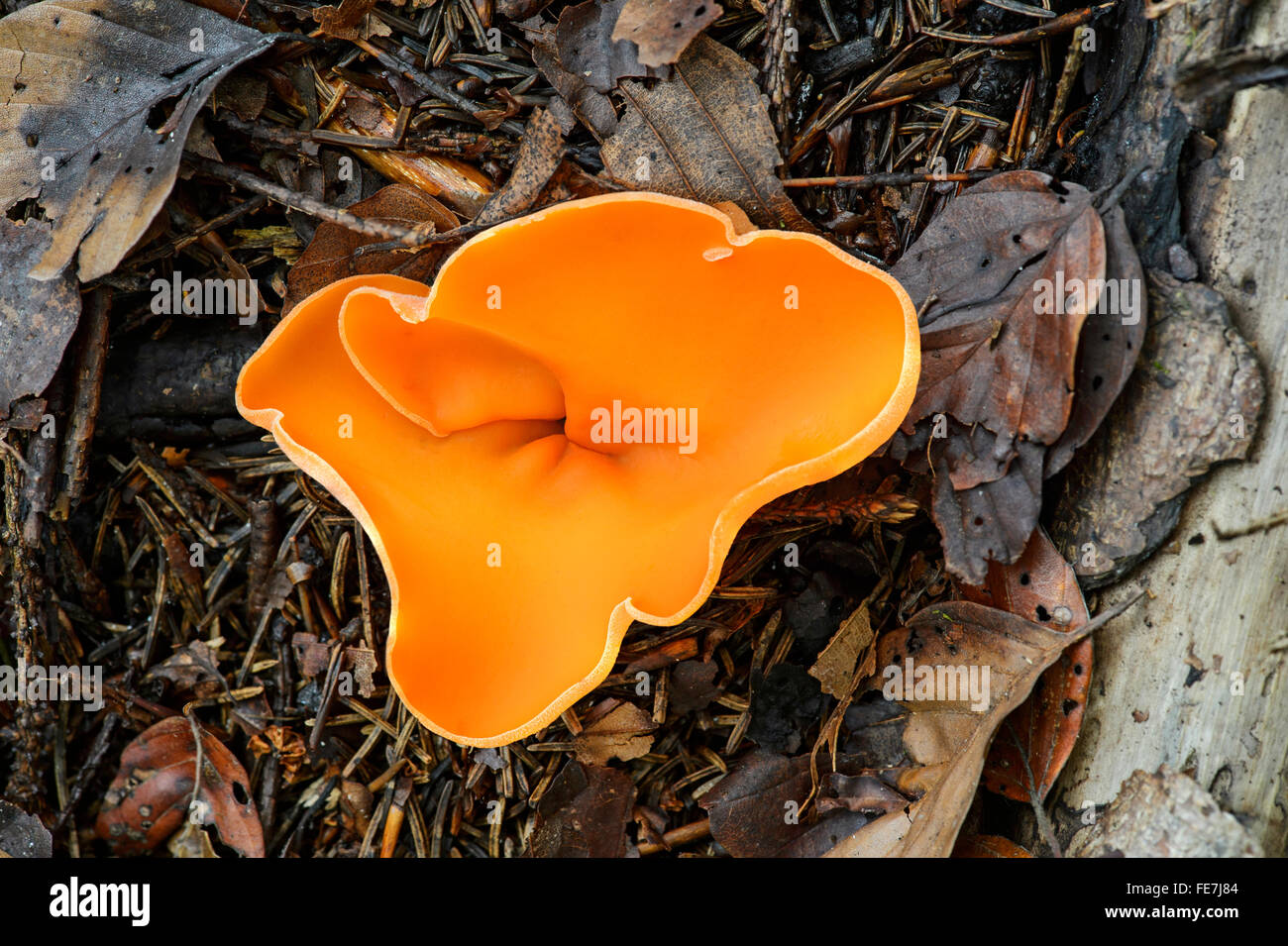 Orange Peel Pilz (Aleuria Aurantia), saprophytischen, Kanton Freiburg, Schweiz Stockfoto