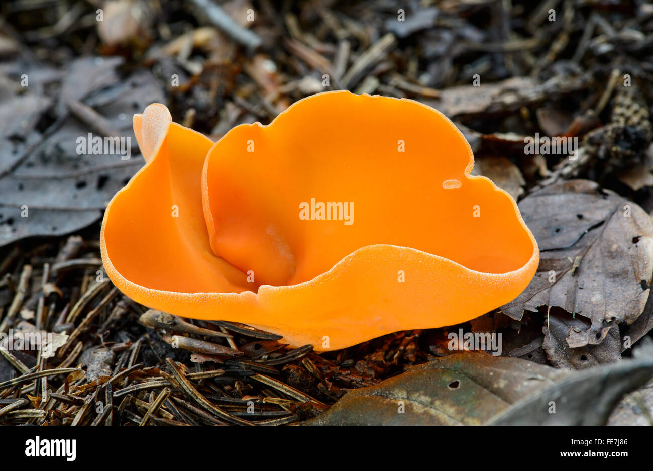 Orange Peel Pilz (Aleuria Aurantia), saprophytischen, Kanton Freiburg, Schweiz Stockfoto