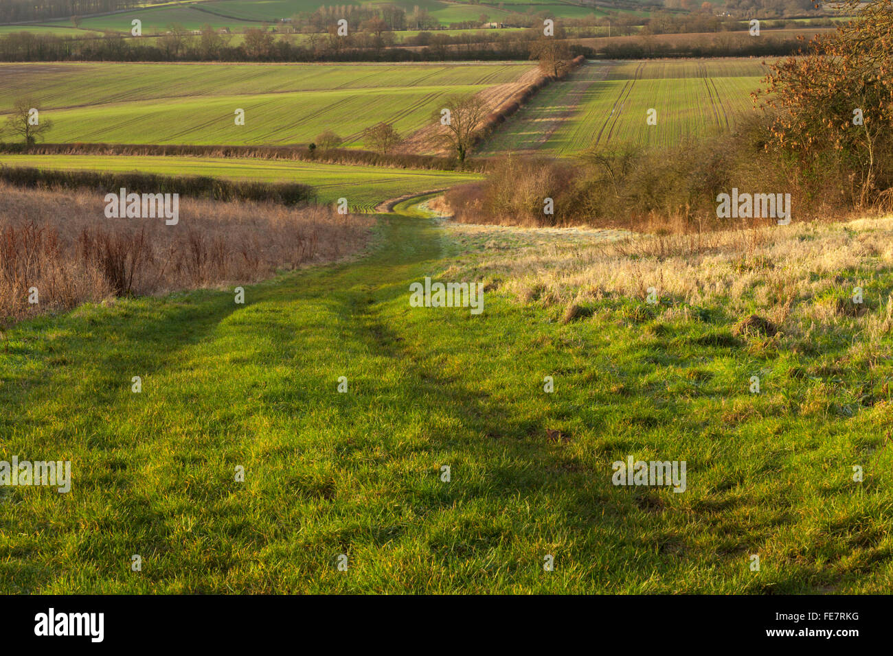 Eine kurvenreiche Strecke Ackerland und breiten Feldrand kurz nach Sonnenaufgang, getaucht in warme Wintersonne in der Nähe von East Haddon, Northamptonshire, England. Stockfoto