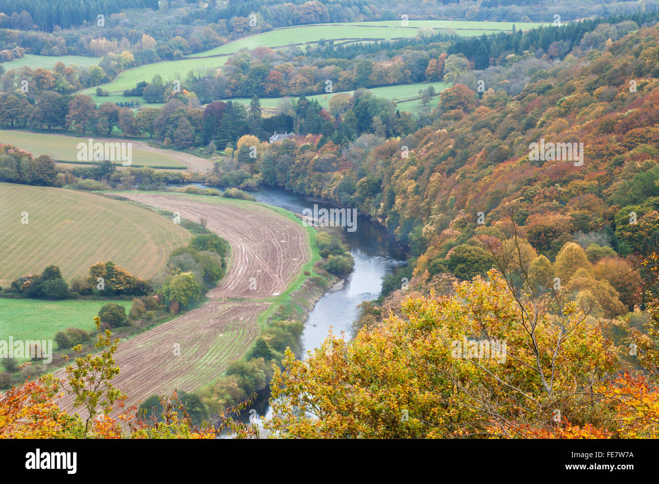 Erhöhte Aussicht auf das untere Wye Valley mit dem River Wye, der sich durch eine goldene Herbstlandschaft und Ackerland in der Nähe von Llandogo, Monmouthshire, Wales schlängelt Stockfoto