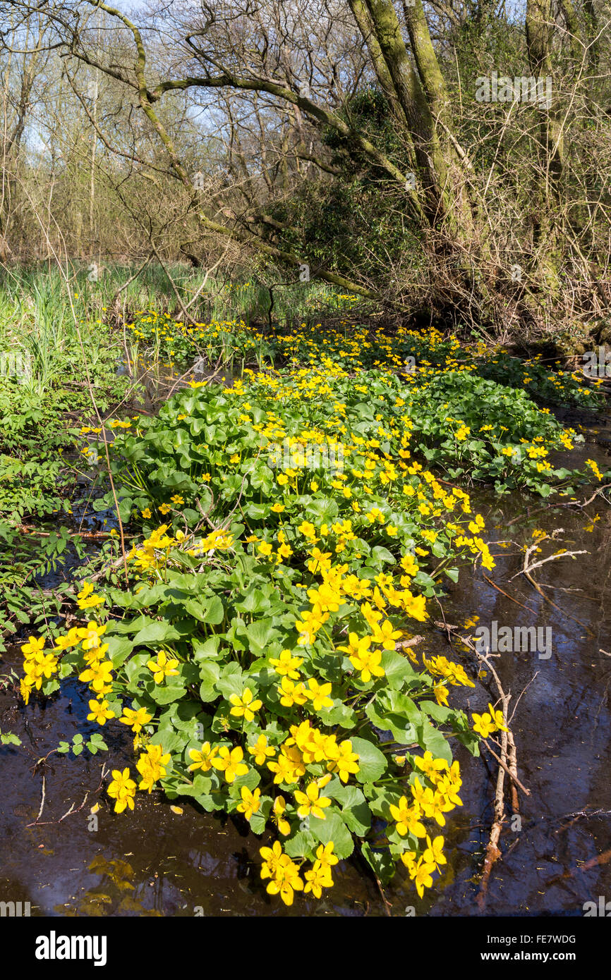Marsh Marigold Caltha Palustris bei Coed-y-Cerrig Nature reserve, Wales, UK Stockfoto