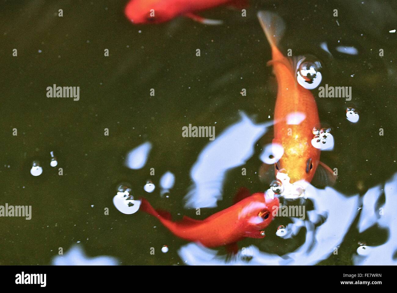 Koi fish in pond Fotos und Bildmaterial in hoher Auflösung Alamy