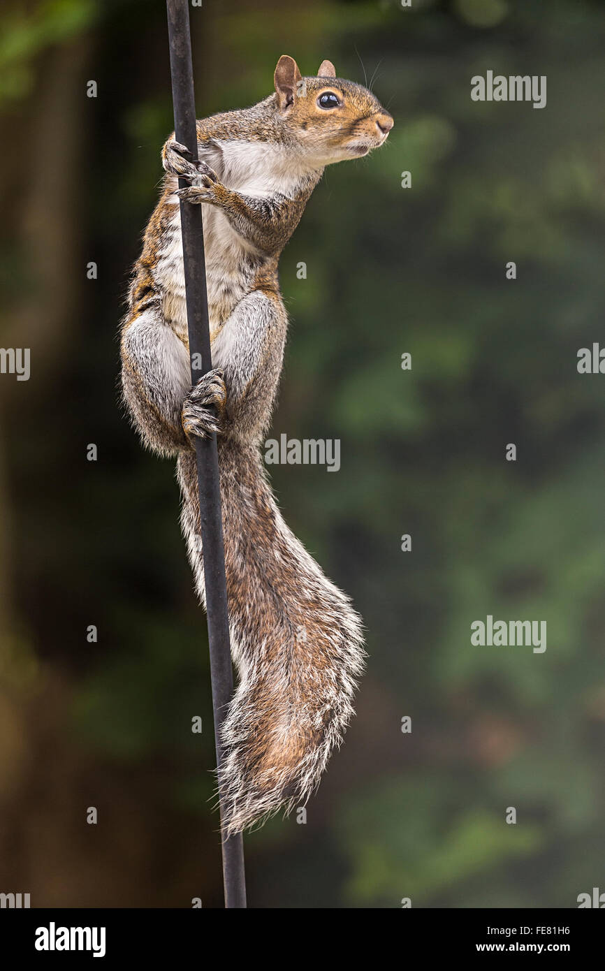 Graue Eichhörnchen Sciurus Carolinensis auf Post für Garten Vogelhäuschen, Llanfoist, Wales, UK Stockfoto