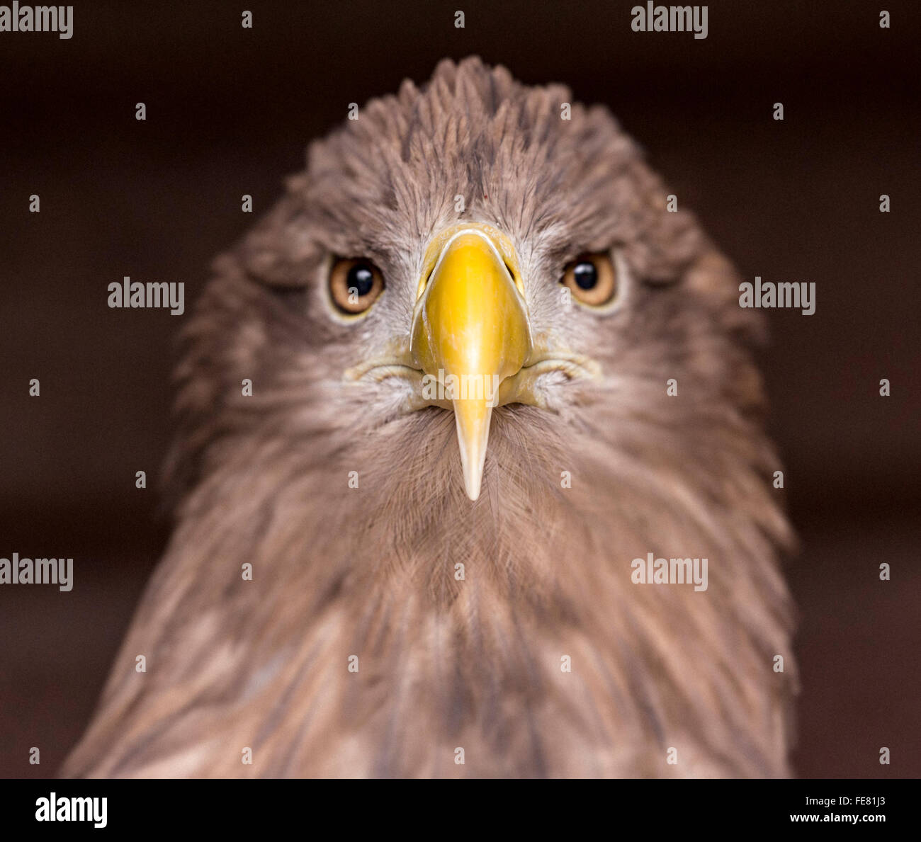 White-Tailed Seeadler, Haliaeetus Horste, Kielder, Northumberland, England, UK Stockfoto