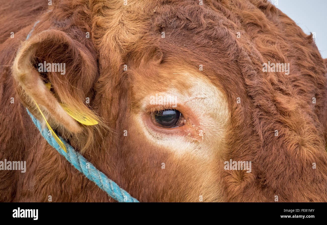 ein Stier-Auge Stockfoto