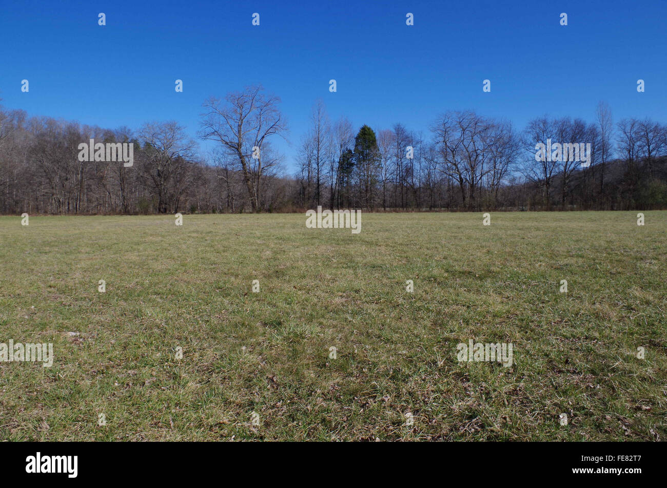 Feld mit Flora und Fauna und Himmel Stockfoto