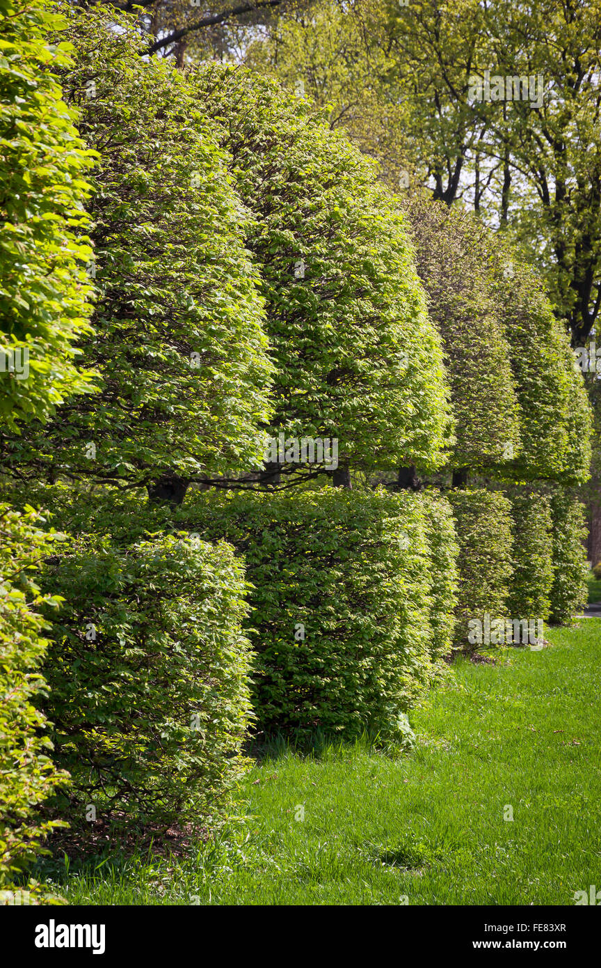 Reihe von gestutzten Bäumen im Garten Stockfoto