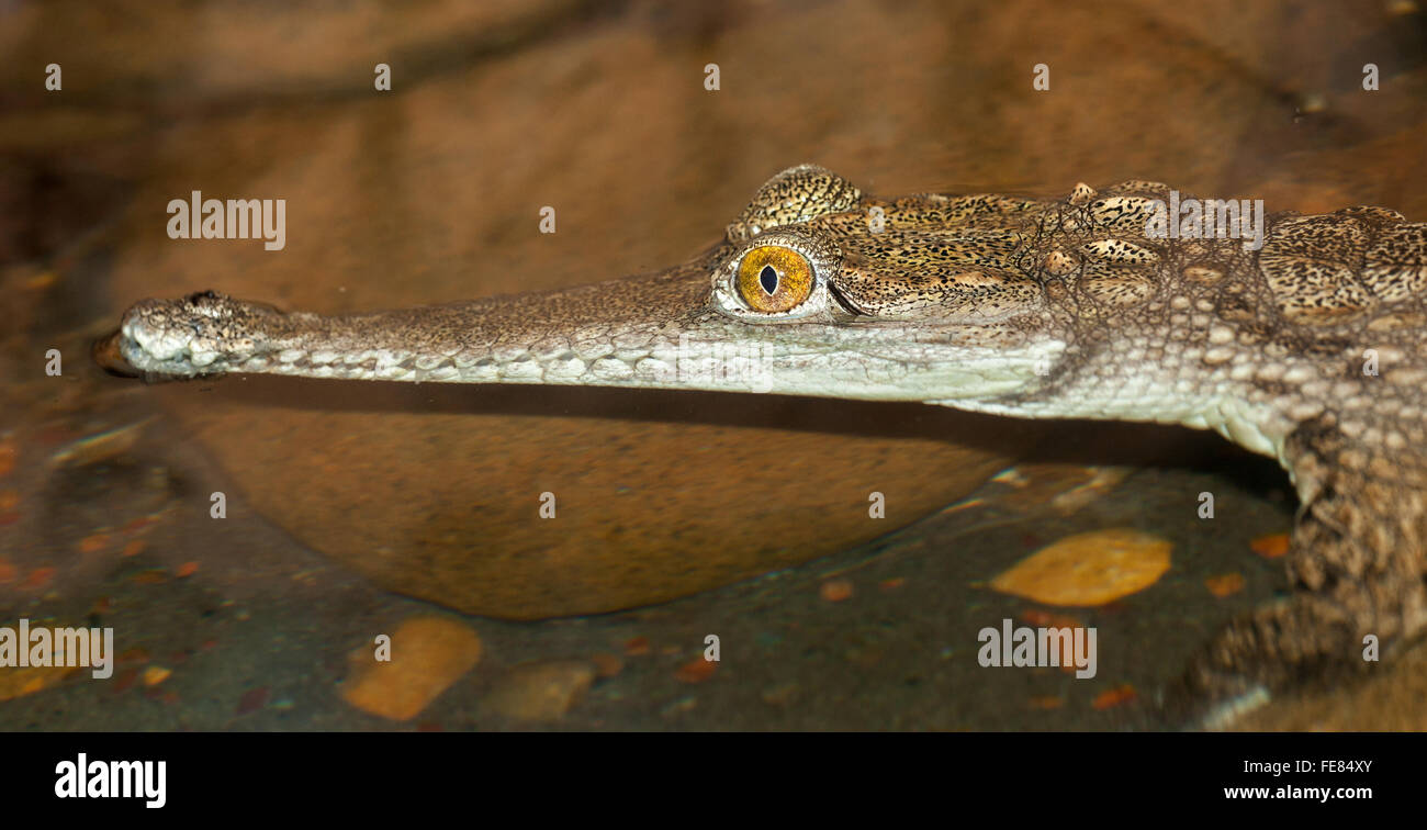 eine juvenile Alligator im Wasser Stockfoto