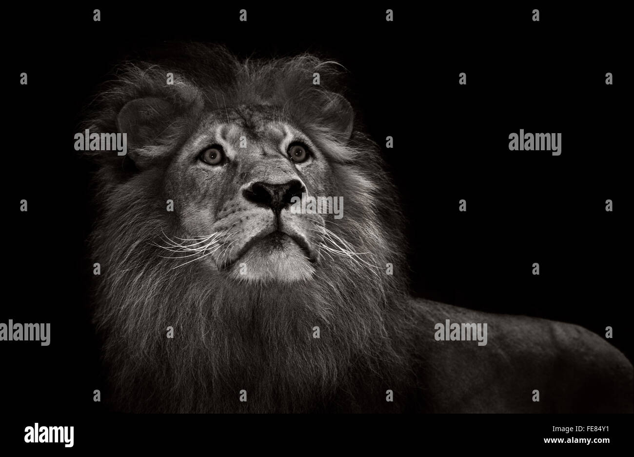schwarzen und weißen männlichen Löwen mit Mähne Stockfoto