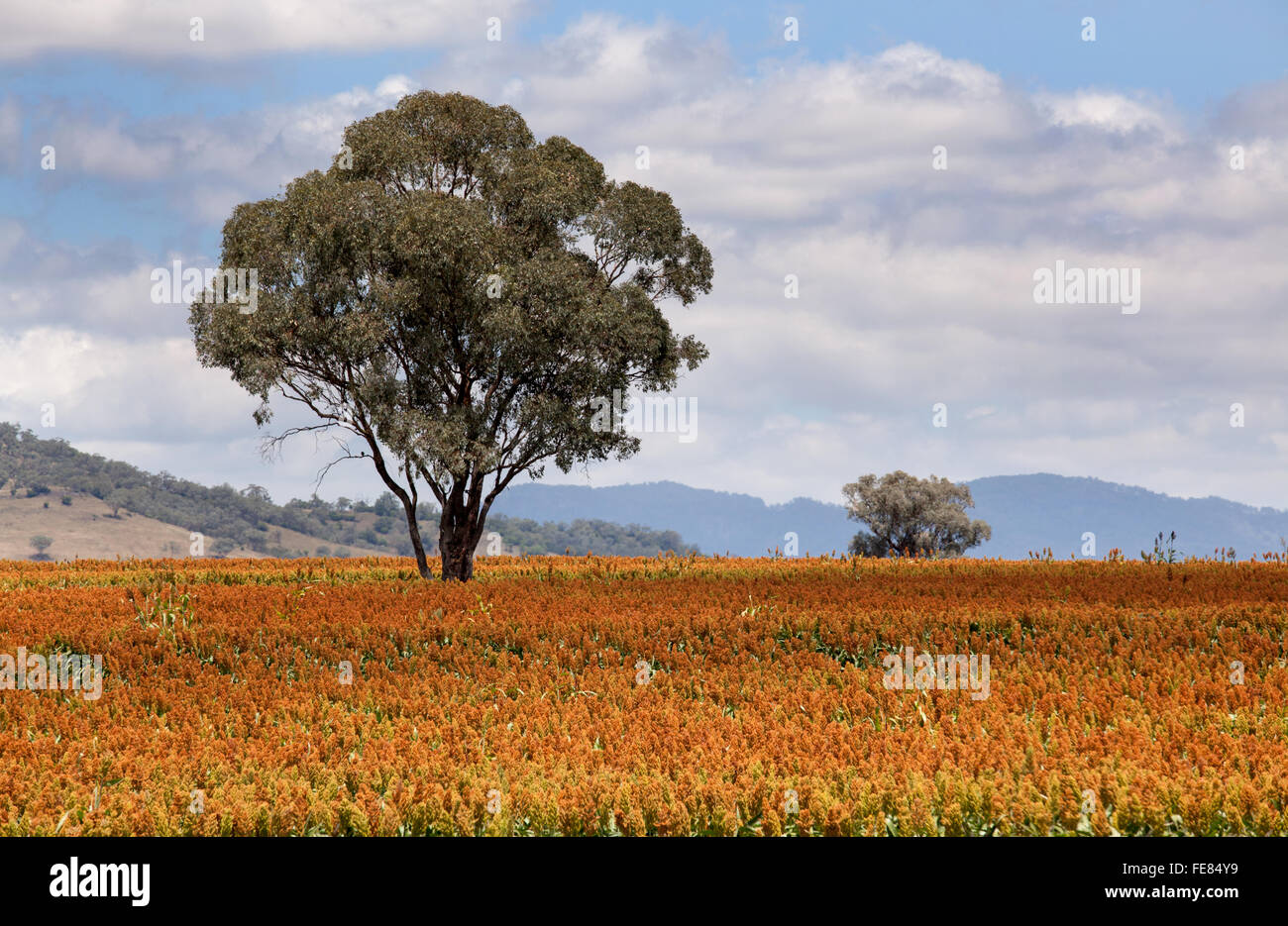 Sorghum, ein Getreidekorn ist die fünfte wichtigste Getreideart in der Welt, vor allem wegen seiner natürlichen Trockentoleranz Stockfoto