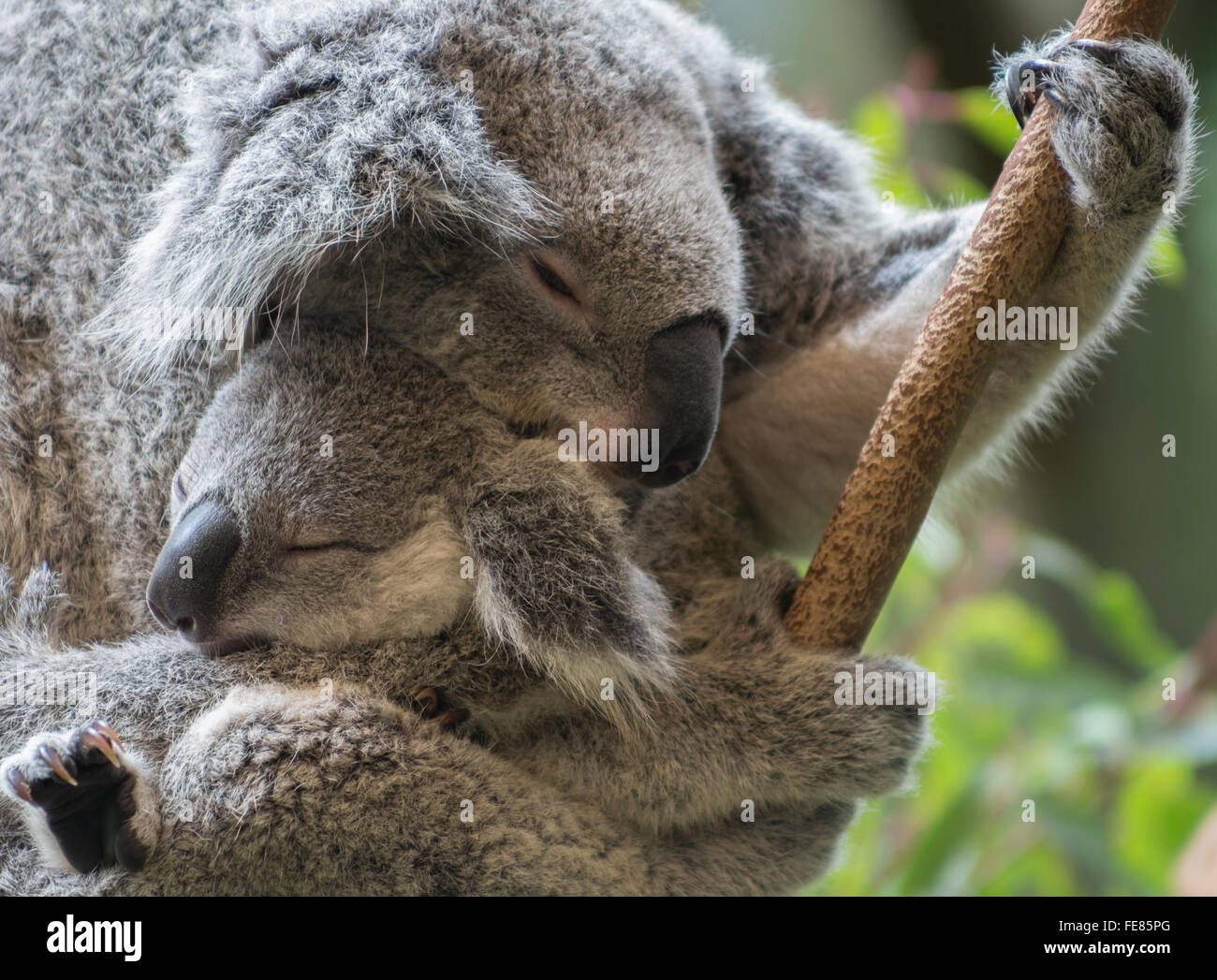 Koala und ihr joey Stockfoto