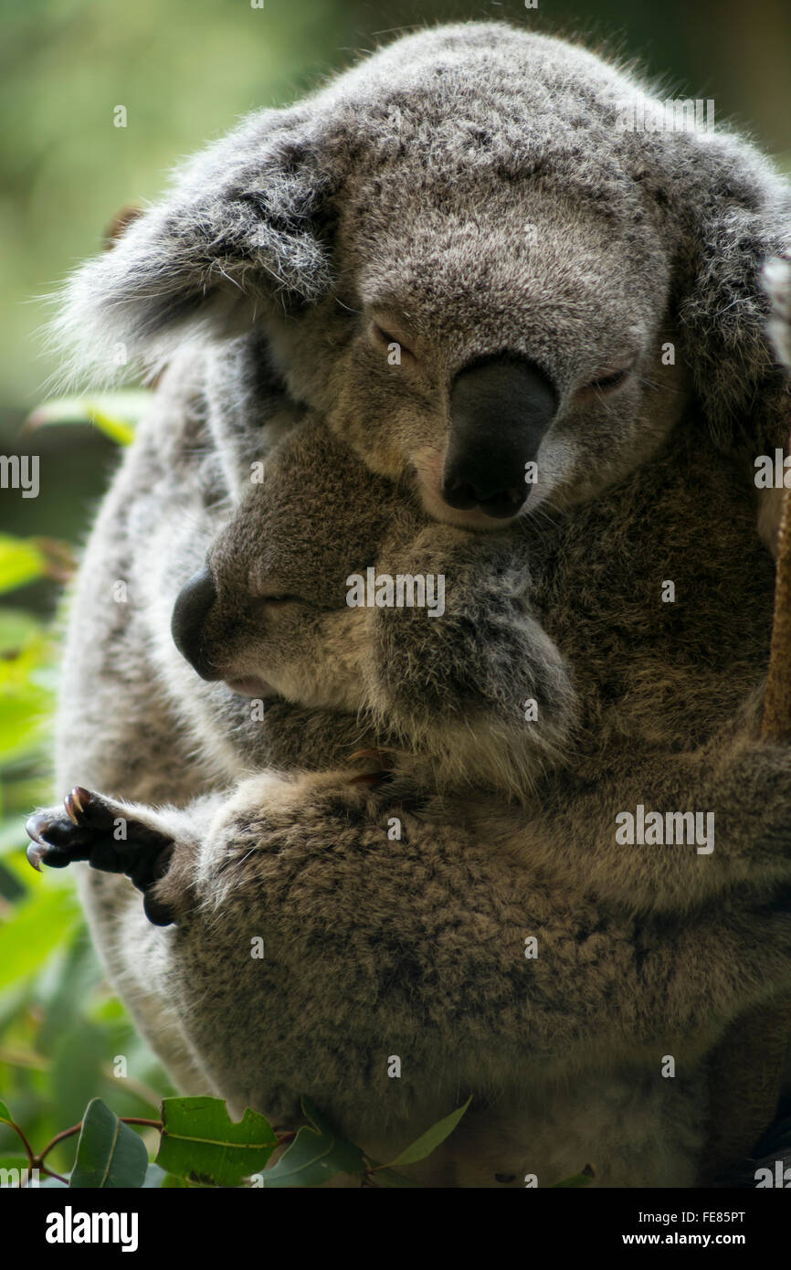 Mutter und Joey Koala streicheln Stockfoto