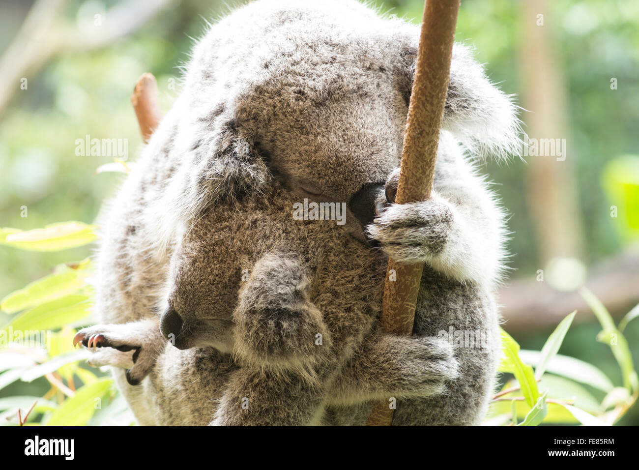 Mutter und Joey Koala streicheln Stockfoto