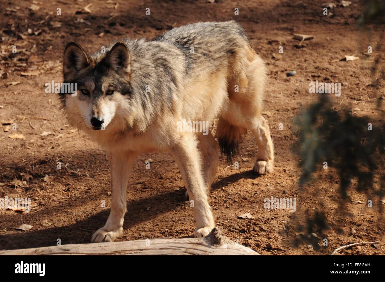 Mexikanischer Wolf auf eine Spur im Zoo in Albuquerque, New Mexico - USA Stockfoto