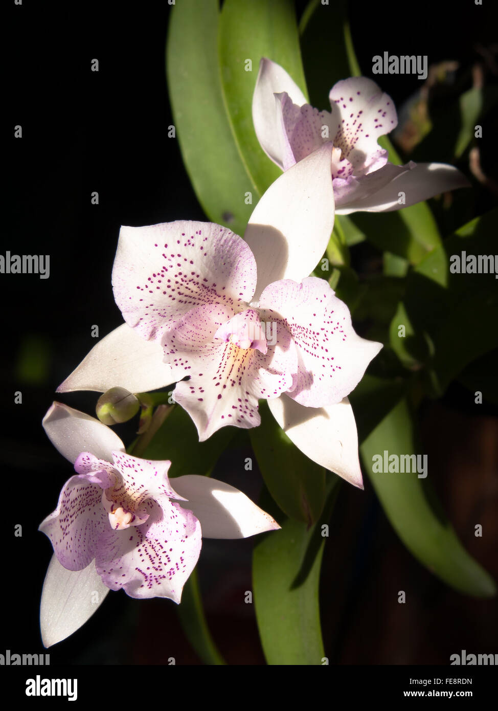 Bouquet von Diacattleya Chantilly Lace funkeln. Stockfoto
