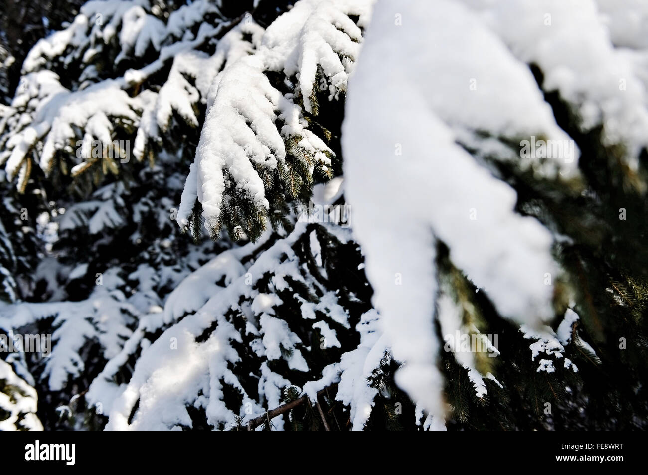 Winter-Szene mit Tannenzweigen voller Schnee nach starkem Schneefall Stockfoto