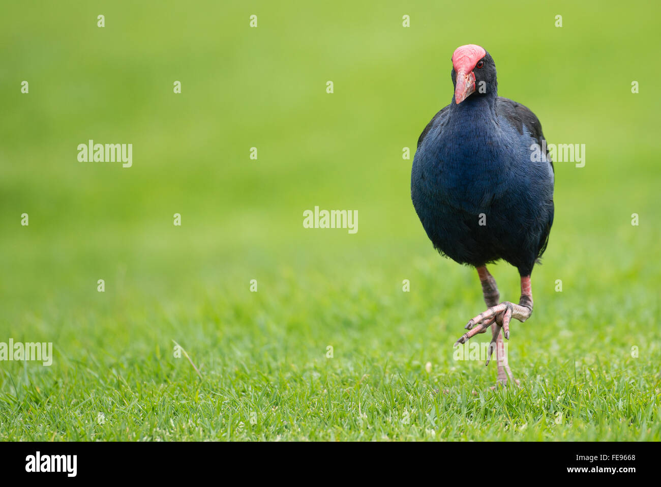 Pukeko Vogel zu Fuß auf dem Rasen, Neuseeland Stockfoto