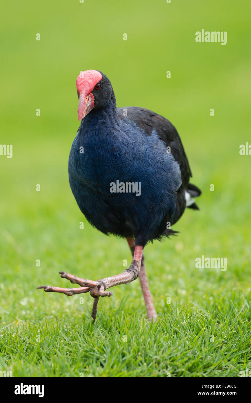 Pukeko Vogel zu Fuß auf dem Rasen, Neuseeland Stockfoto