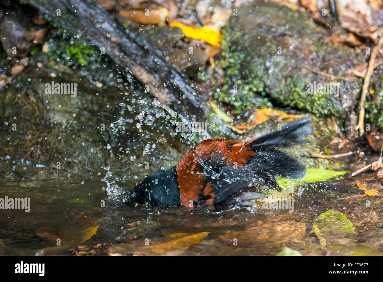 Neuseeland, Marlborough Sounds, Queen Charlotte Sound, Motuara Island. Dieser DOC verwaltet, Raubtier-freie Insel Vogelschutzgebiet. Stockfoto