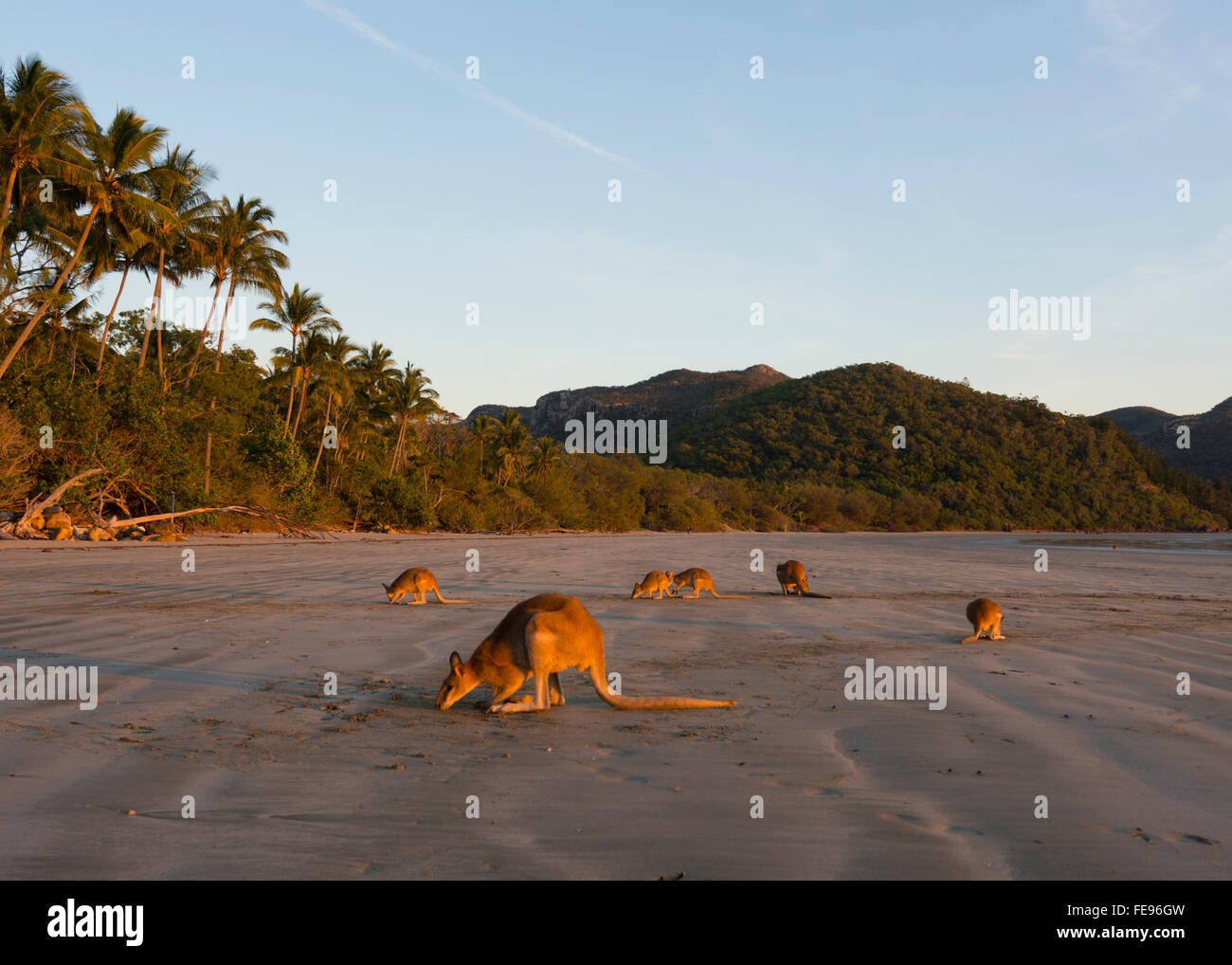 Wallabys auf Nahrungssuche am Strand bei Sonnenaufgang, Cape Hillsborough, Queensland, Australien Stockfoto