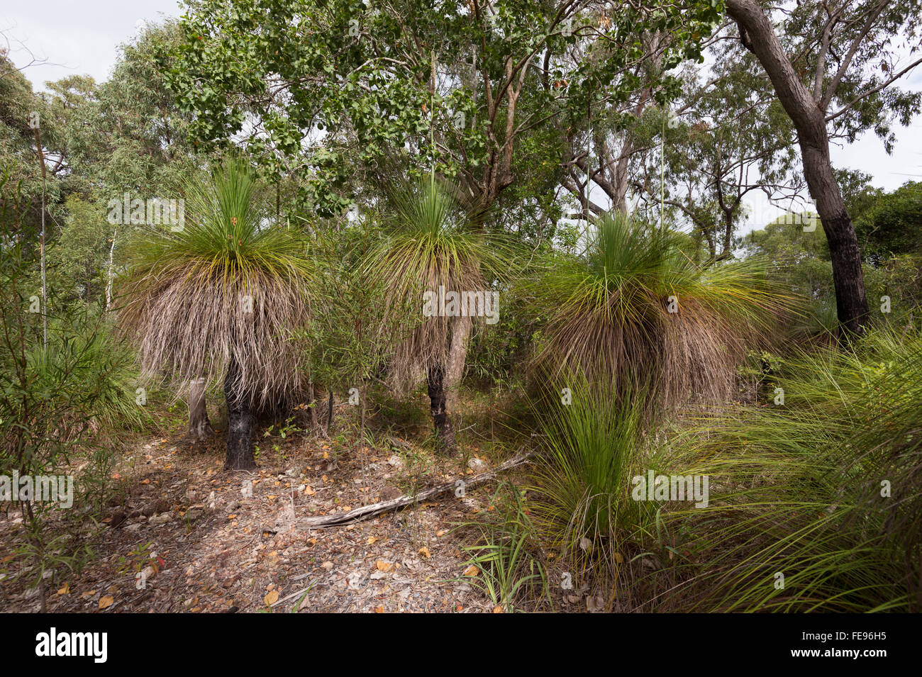 Grasbäume, Cape Hillsborough, Queensland, Australien Stockfoto