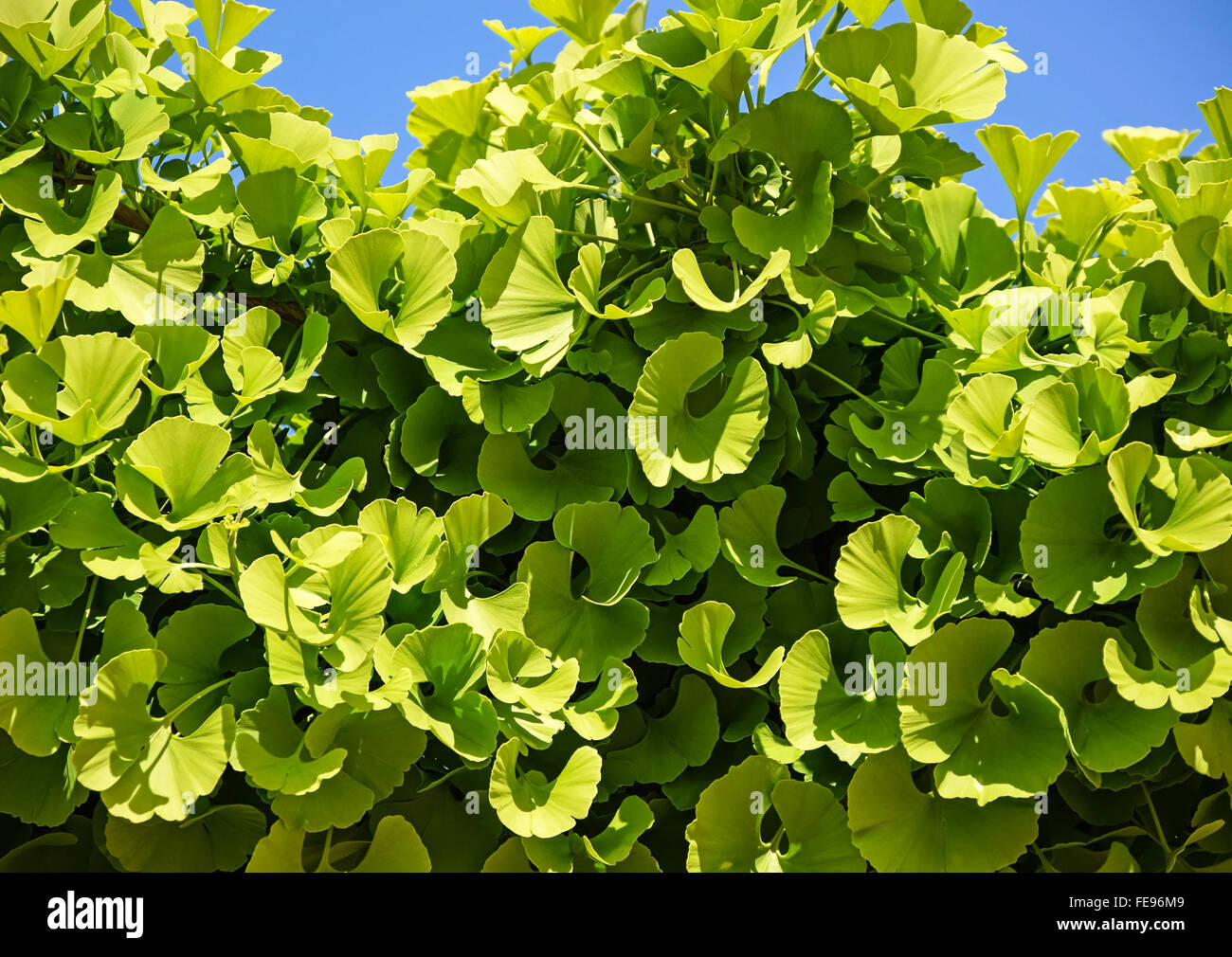 Blätter des Ginkgo-Baumes Stockfoto