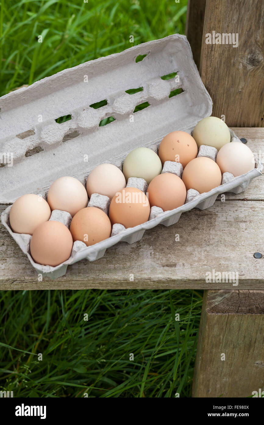 Karton von Dutzend bunte Araucana-Eiern auf Holzbank am Bauernmarkt Stockfoto
