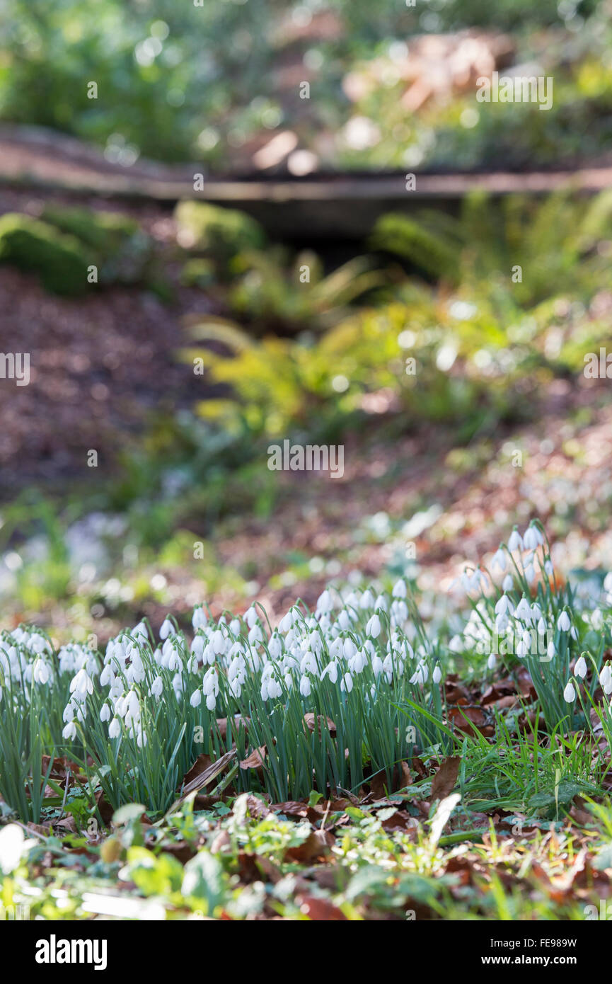 Galanthus. Schneeglöckchen in einen alten Wald. UK Stockfoto