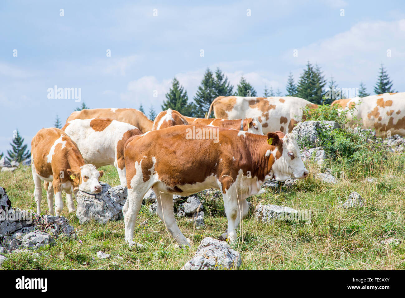 Herde der Kühe mit Kalb Weiden auf der Alm Stockfoto