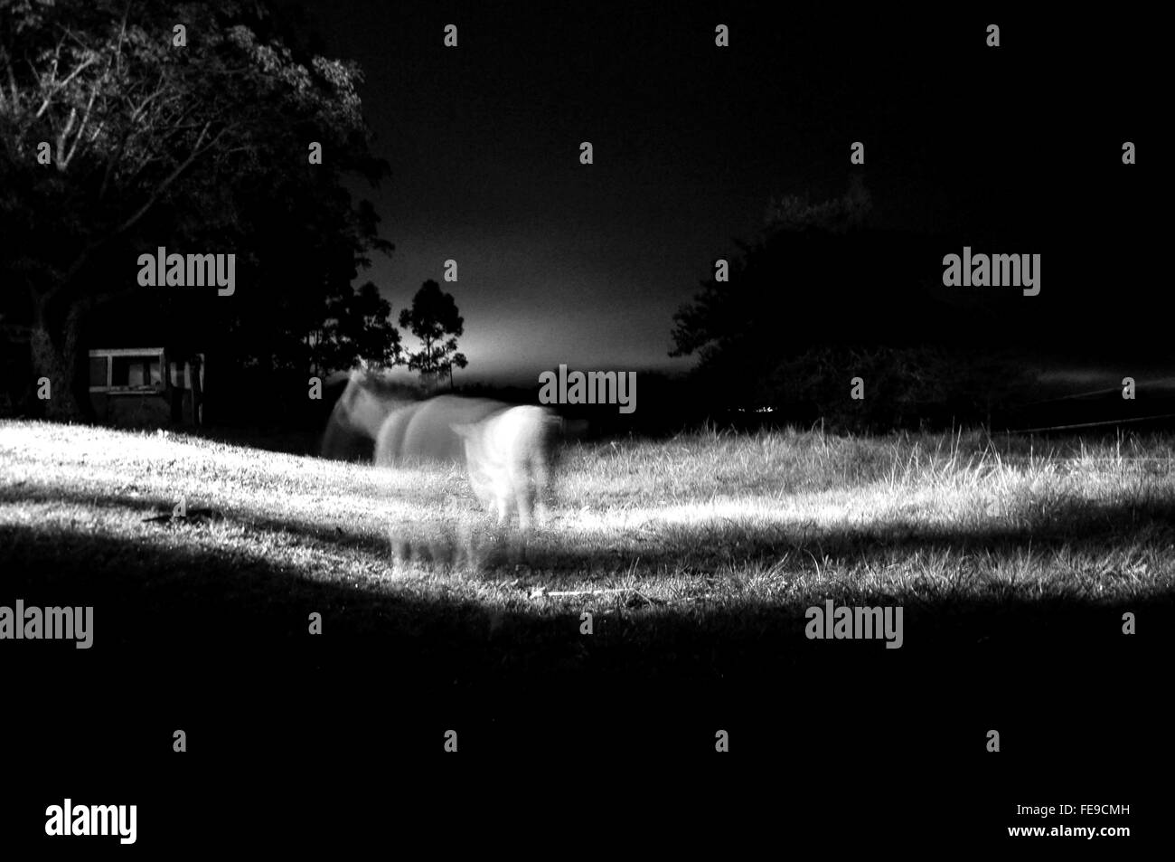 Double Exposure Effekt eines Geistes Reiten und Wandern in einer dunklen Landschaft in der Abenddämmerung. Argentinien, in der Nähe von Buenos Aires. Stockfoto
