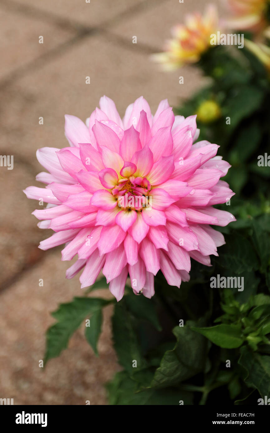 Dahlia Pinnata oder bekannt als Dahlia Stockfoto