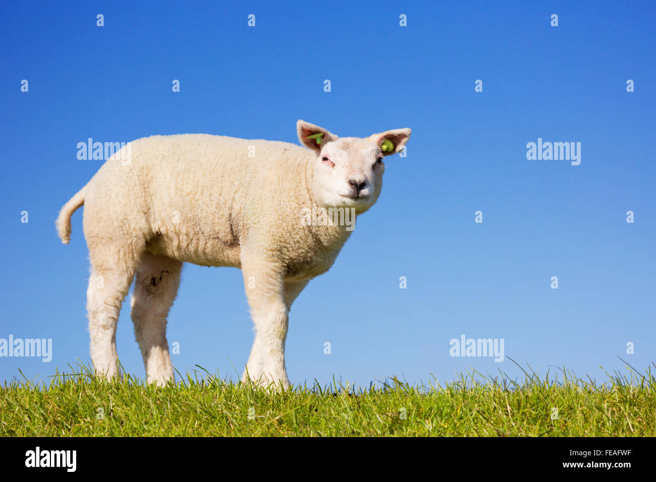 Eine niedliche kleine Lammfleisch von Texel in den Rasen auf der Insel Texel in den Niederlanden an einem sonnigen Tag. Stockfoto