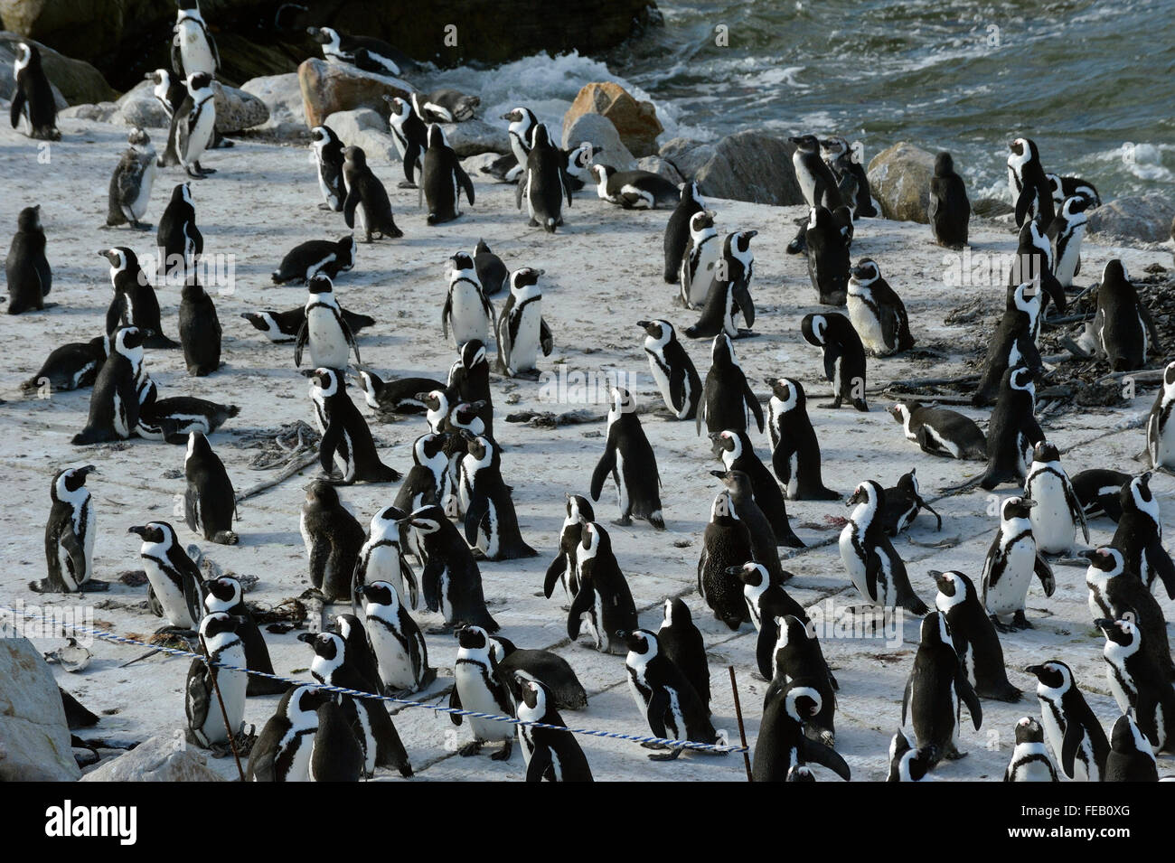 Afrikanische Pinguine, Stoney Point, Bettys Bay, Südafrika Stockfoto