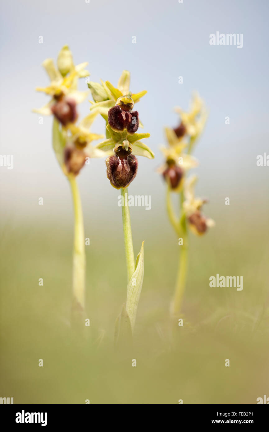 Frühe Spinne Orchideen, Ophrys Sphegodes Blüte auf den Kreidefelsen von der South Downs National Park, Great Britain Stockfoto
