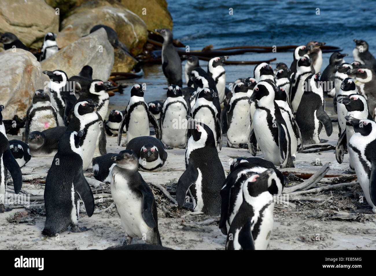 Afrikanische Pinguine, Stoney Point, Bettys Bay, Western Cape, Südafrika Stockfoto