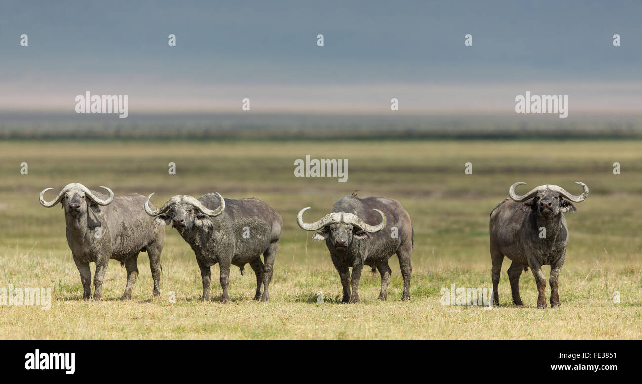 Vier Kaffernbüffel Bullen stehen Warnung in Serengeti Nationalpark, Tansania Stockfoto
