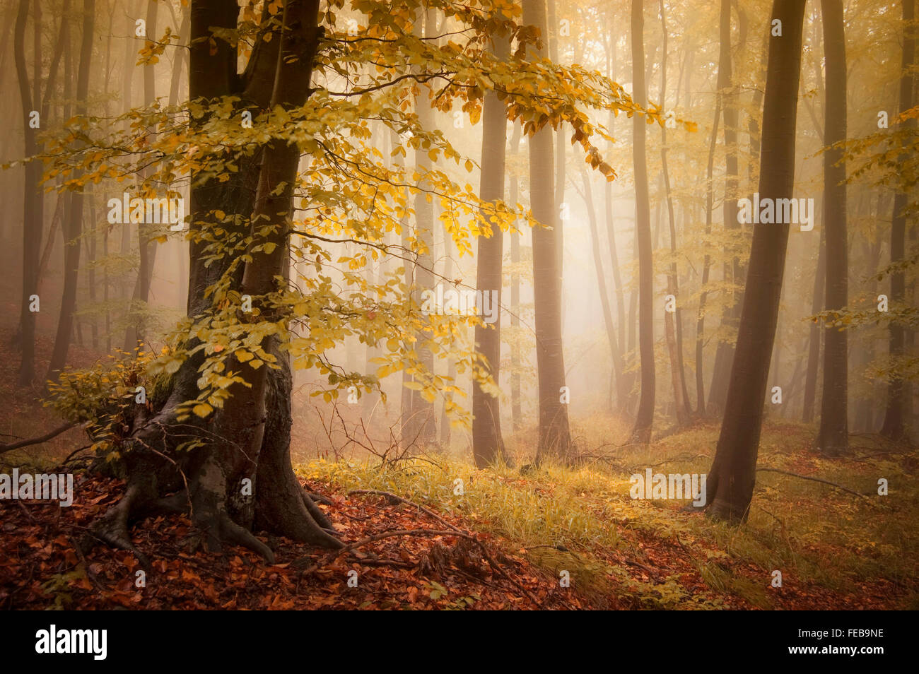 Herbst im Zauberwald mit Nebel und gelbe Blätter Stockfoto