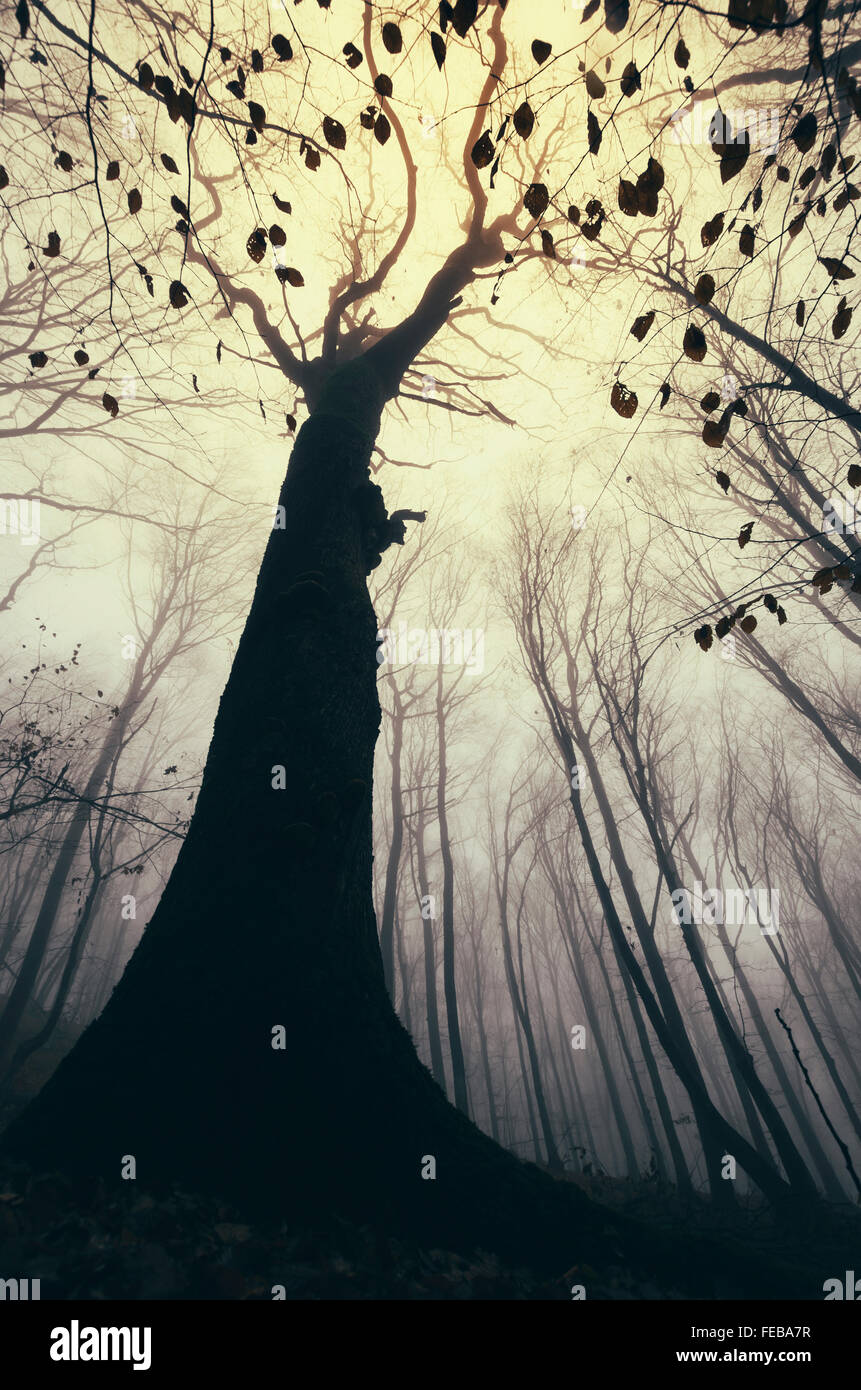 Alte Baumriesen im geheimnisvollen Wald mit Nebel im Herbst Stockfoto