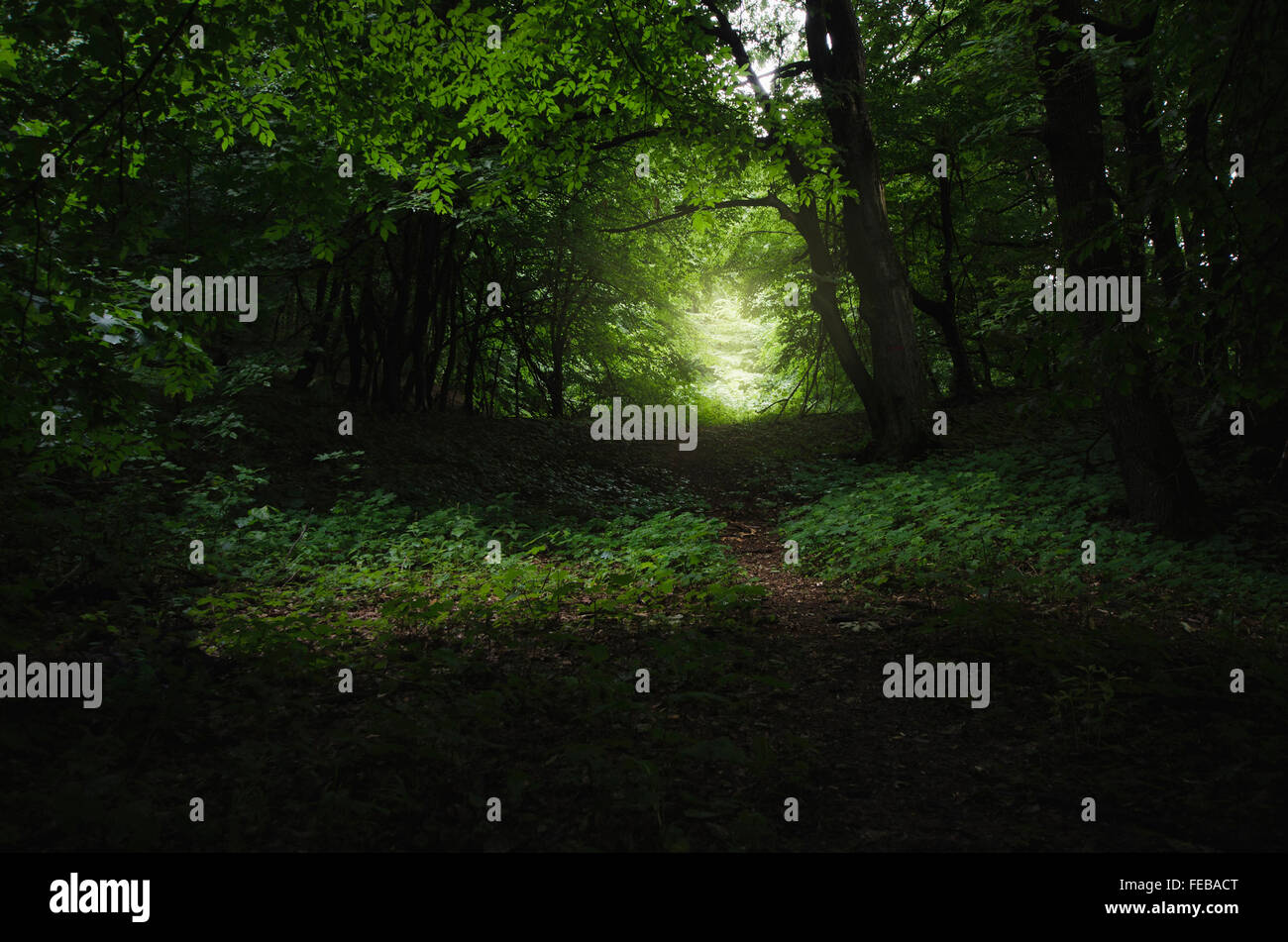 Pfad durch einen grünen Wald mit üppiger Vegetation Stockfoto