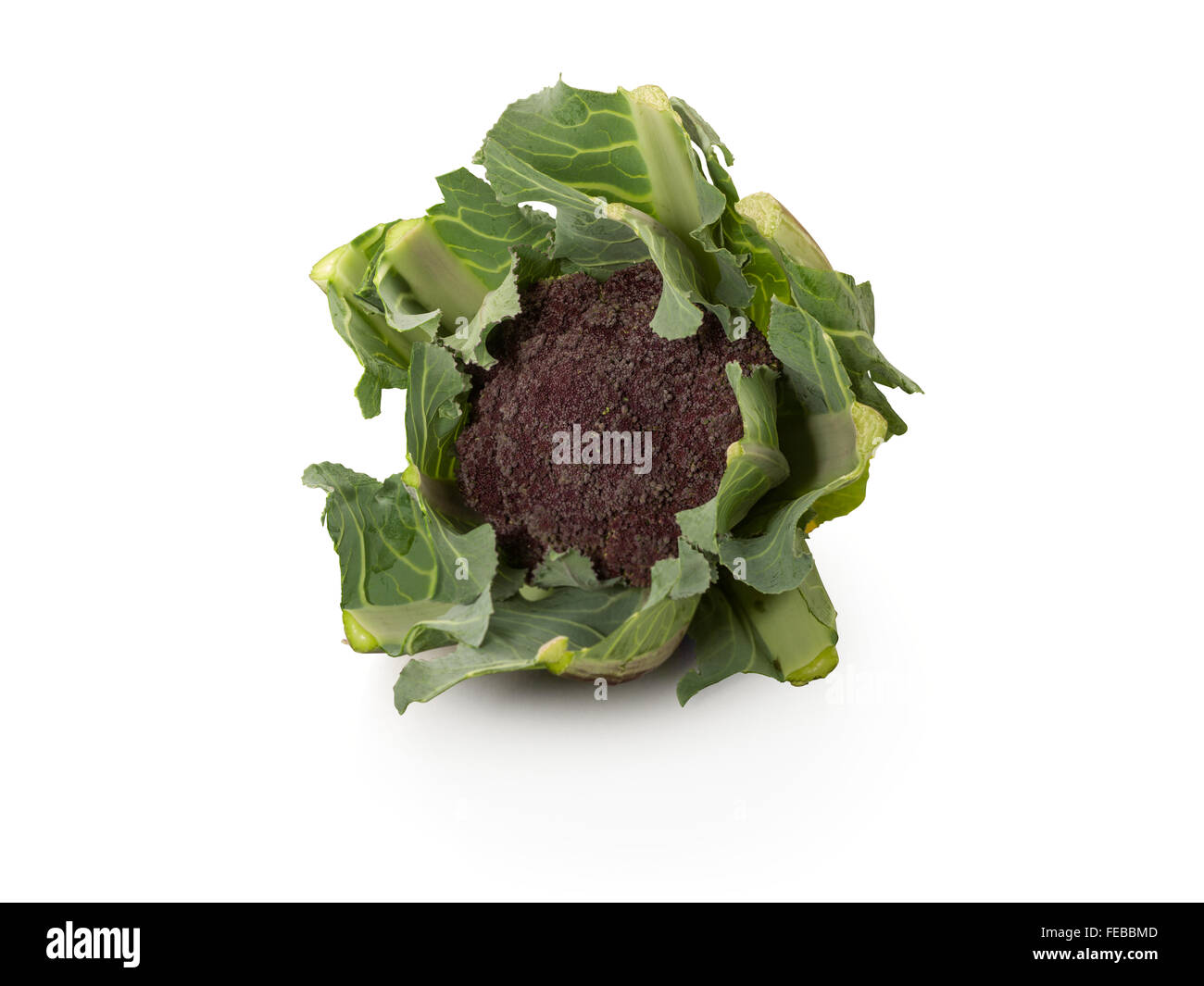 Organische Blumenkohl auf weißem Hintergrund Stockfoto