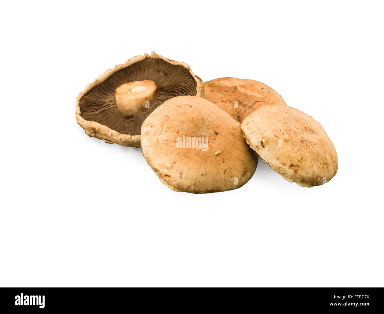 Pilze isoliert auf weißem Hintergrund Stockfoto