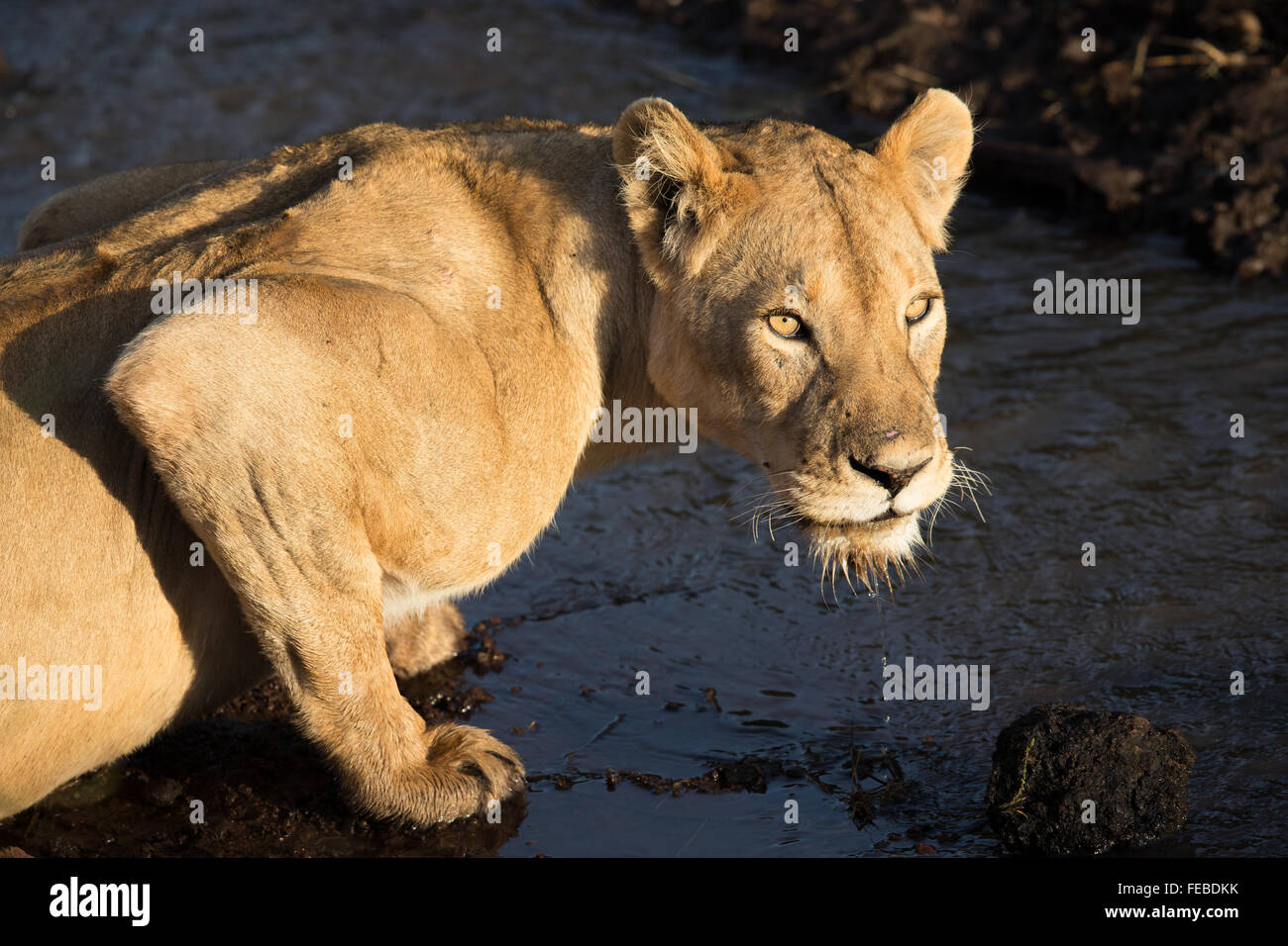 Afrikanische Löwin trinken in der Ngorongoro-Krater-Tansania Stockfoto