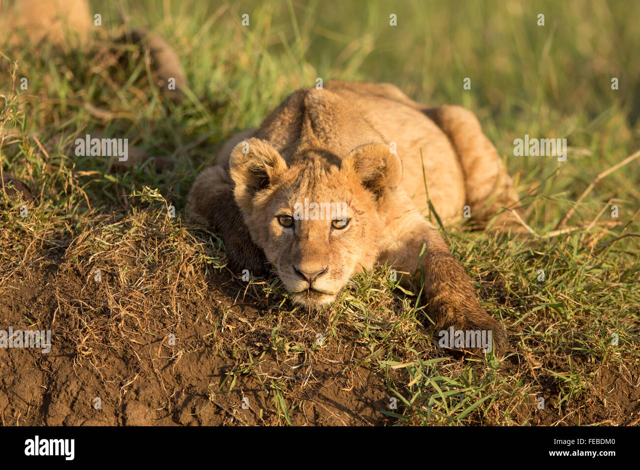African Lion Cub ruht in der Ngorongoro-Krater-Tansania Stockfoto