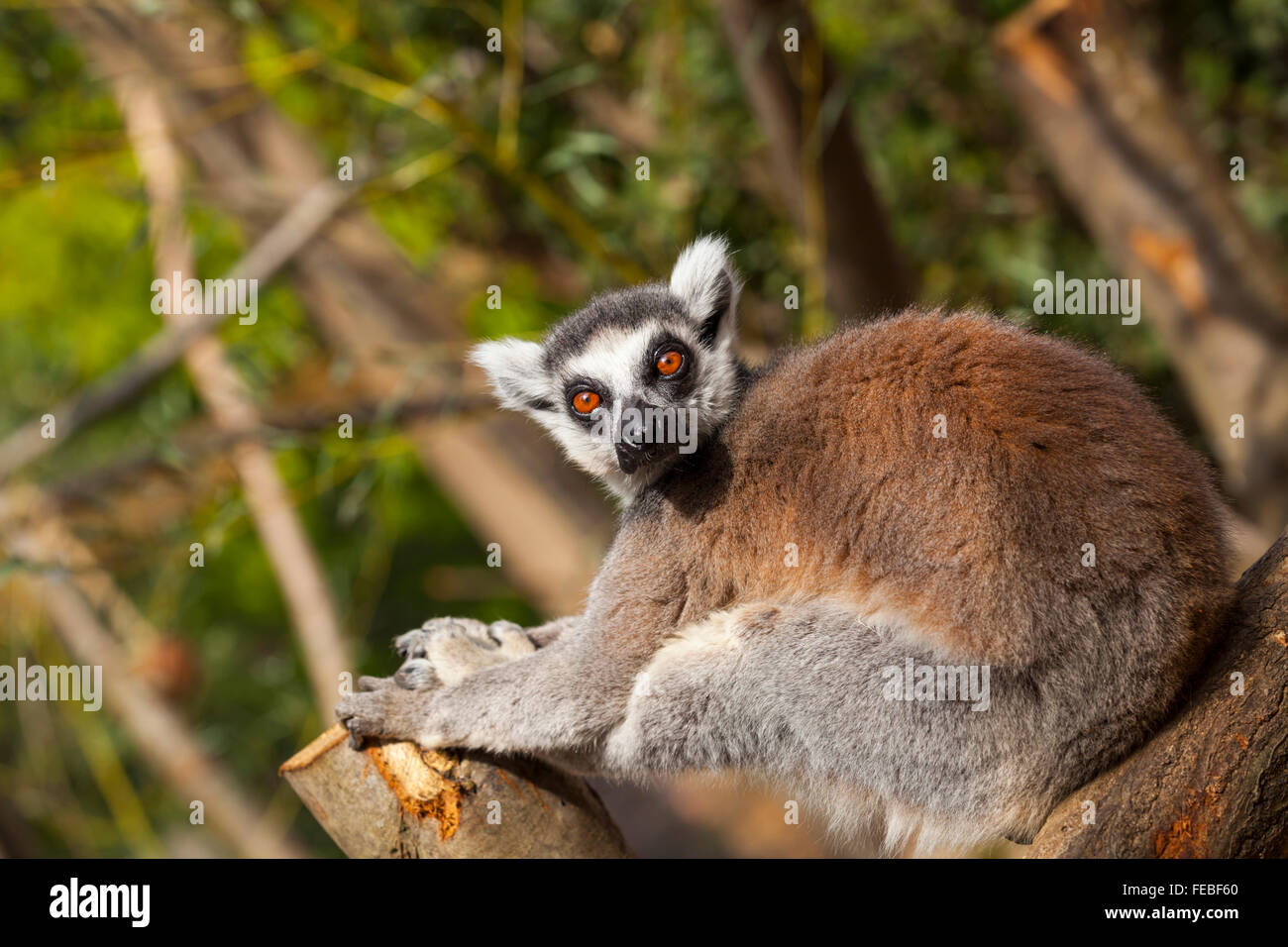 Ring-tailed Lemur (Lemur Catta) entspannt auf einem Ast (in Gefangenschaft, outdoor-Gehäuse) Stockfoto