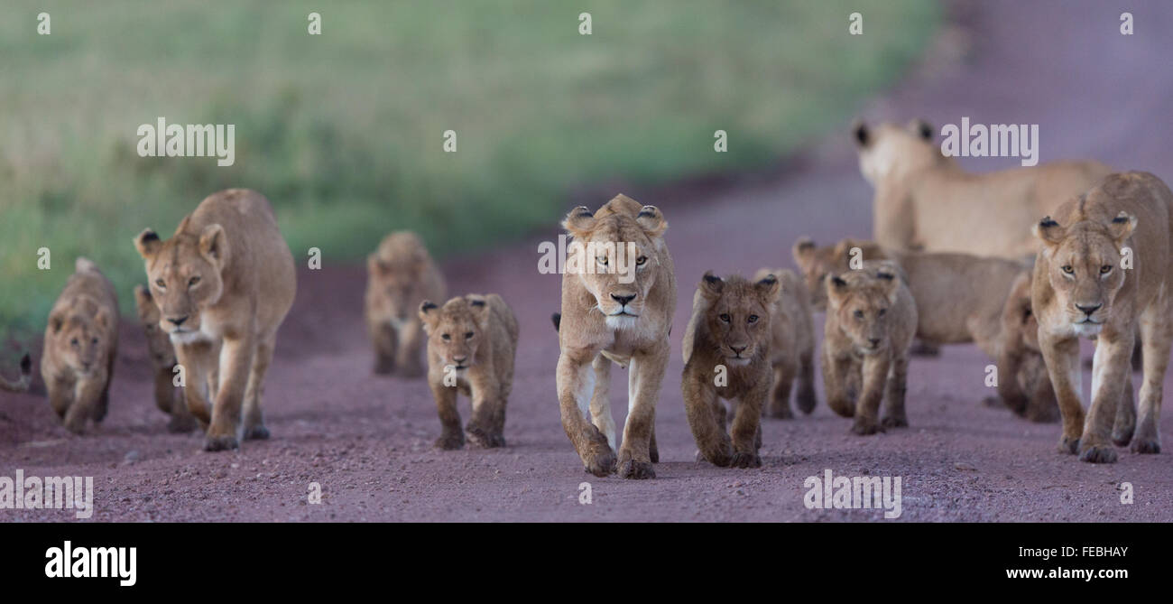 Afrikanischer Löwe stolz zu Fuß in der Ngorongoro-Krater-Tansania Stockfoto