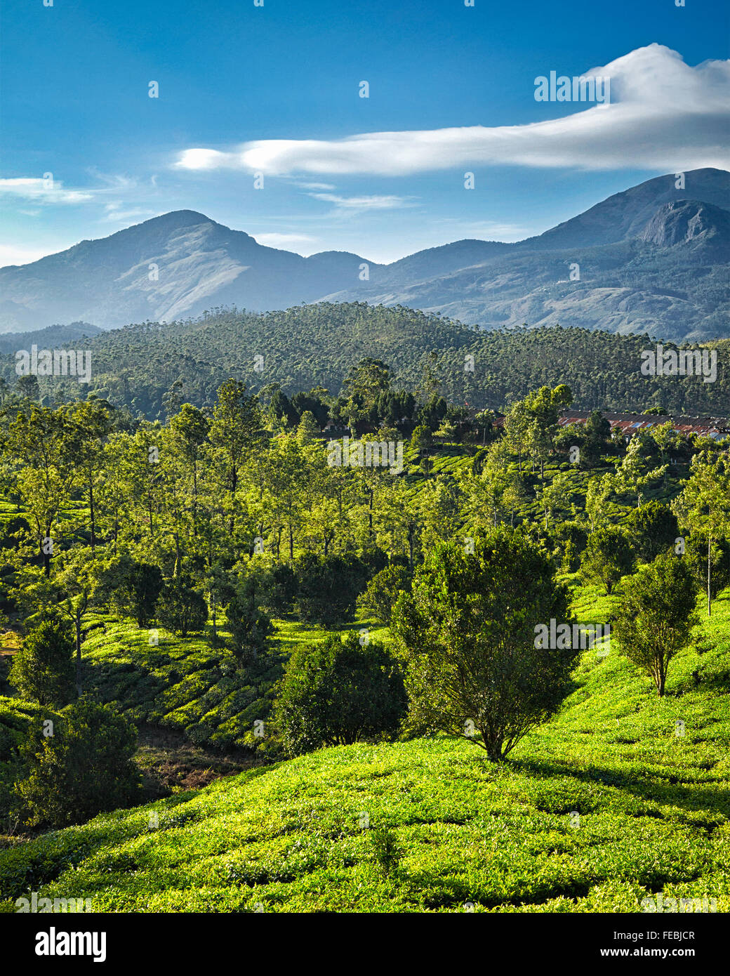 Grüner Tee-Plantagen in Indien Stockfoto